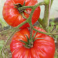 Семена томата Сердце Италии
