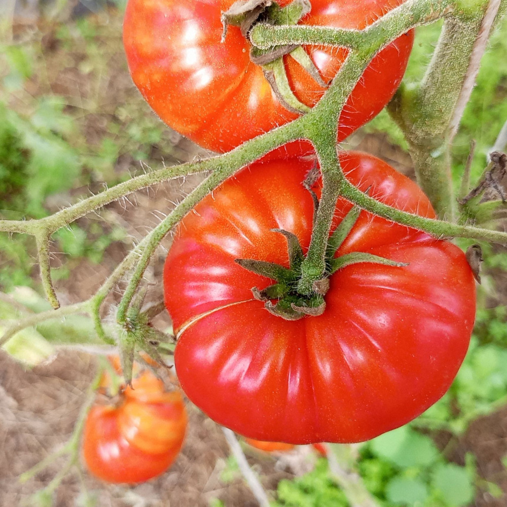 Семена томата Сердце Италии-2