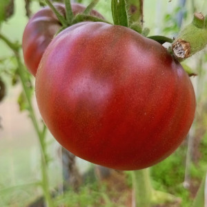 Шоколадница