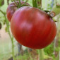 Семена томата Шоколадница