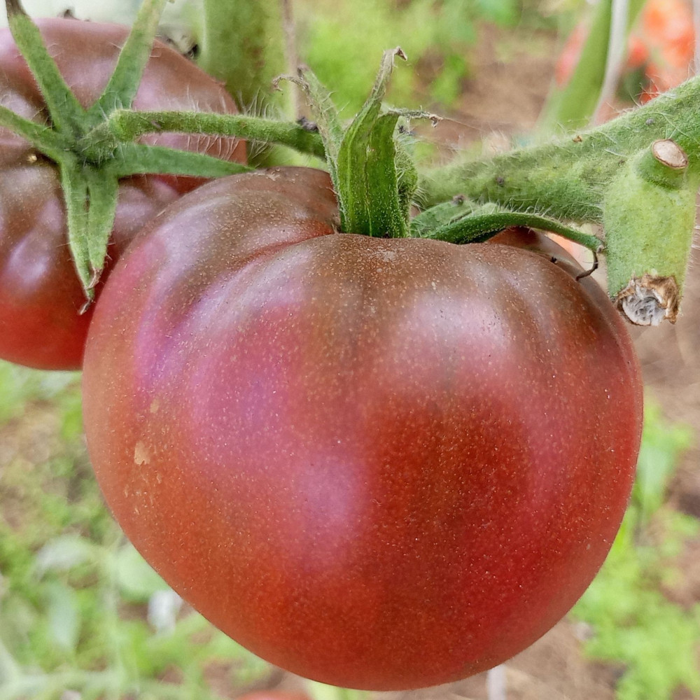 Семена томата Шоколадница-1