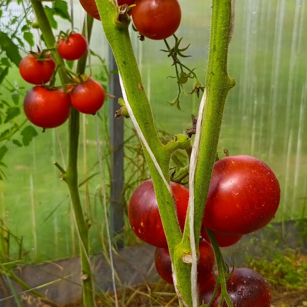 Семена томата Синий-2