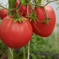Семена томата Скрытые сокровища вечности