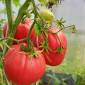 Семена томата Скрытые сокровища вечности