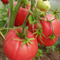 Семена томата Скрытые сокровища вечности