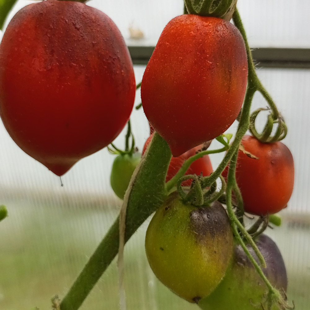 Семена томата Паскаль де Пикарди-1