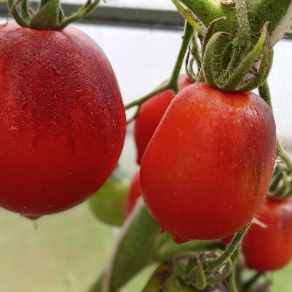 Семена томата Паскаль де Пикарди-2