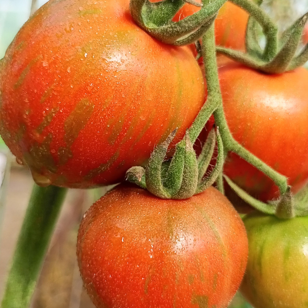 Семена томата Удача моряка-1