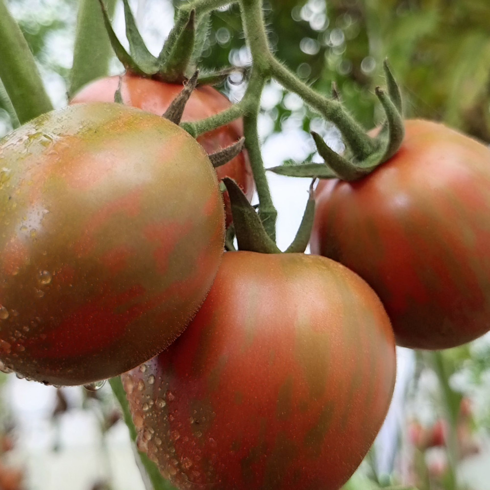 Семена томата Удача моряка-2