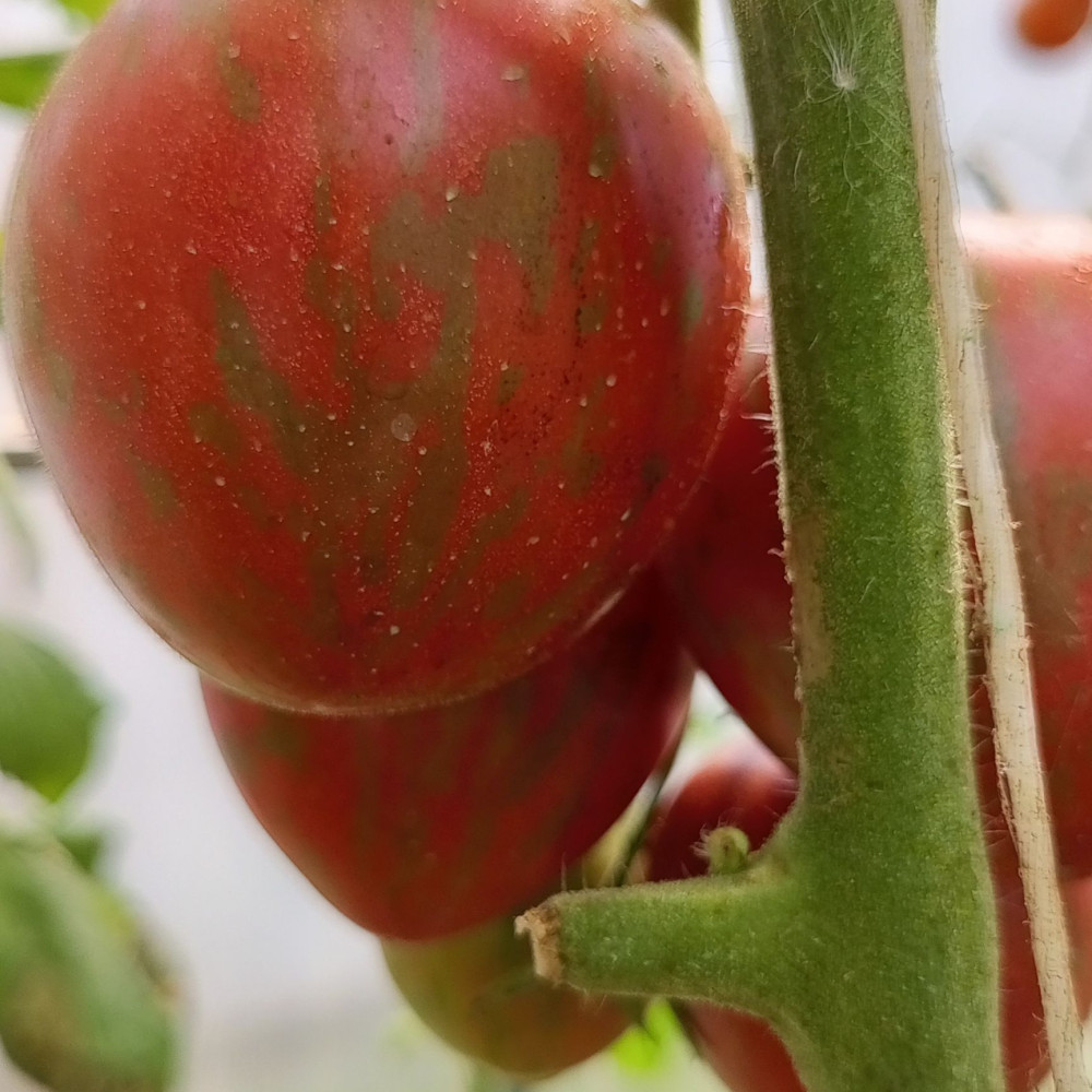 Семена томата Удача моряка-3