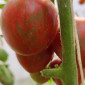 Семена томата Удача моряка