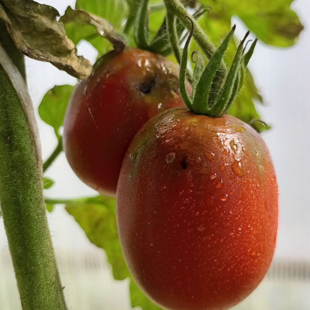 Семена томата Ярсон 18/2