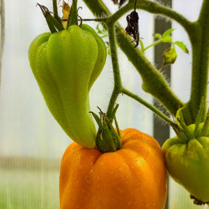 Ночная свеча