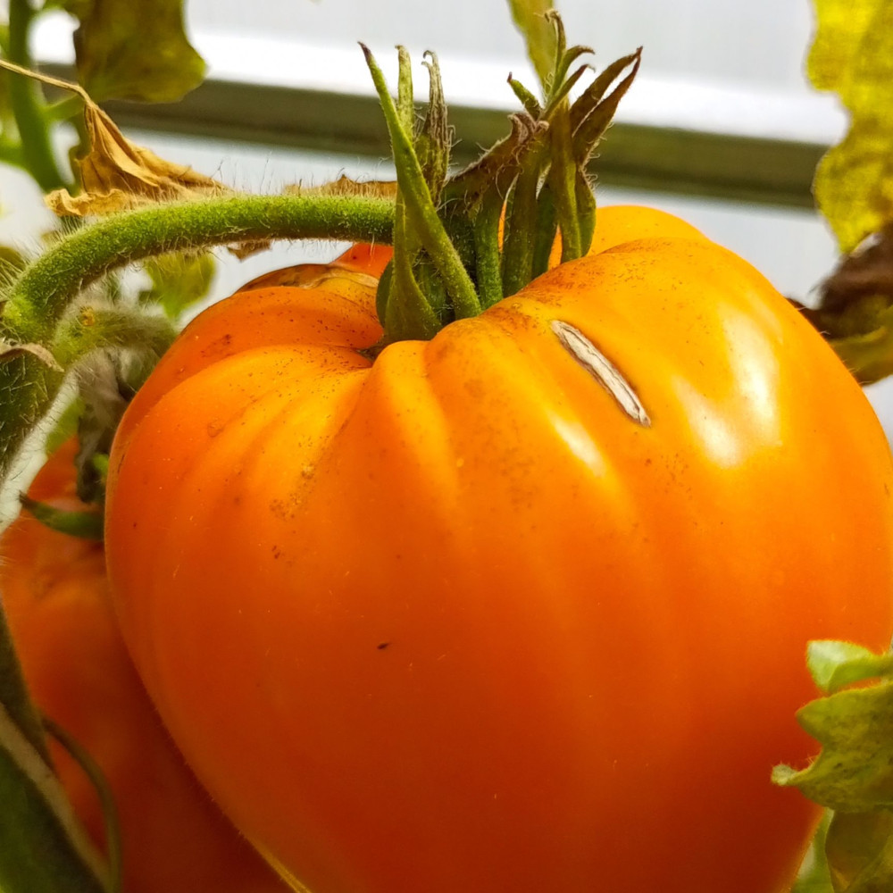 Семена томата Ночная свеча-1