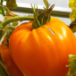 Семена томата Ночная свеча