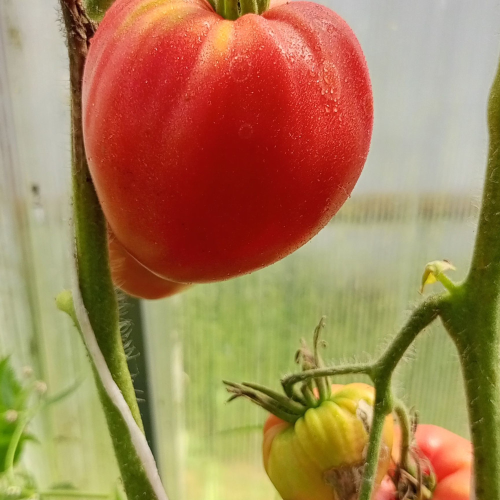 Семена томата Сенсей-1