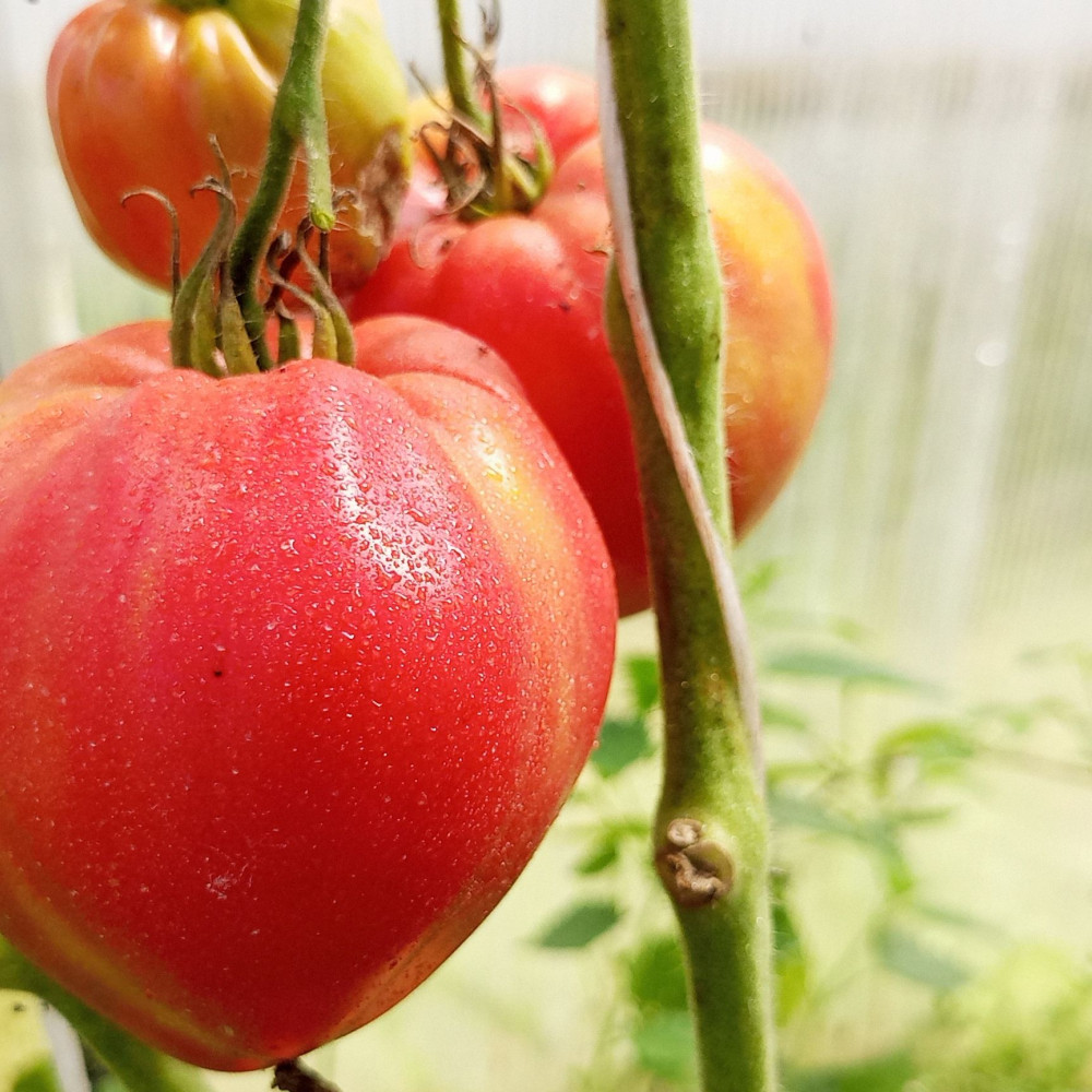 Семена томата Сенсей-2