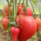 Семена томата Чудо земли