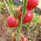 Семена томата Чудо земли