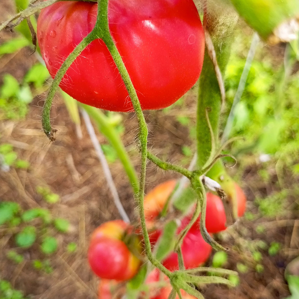 Семена томата Чудо земли-3