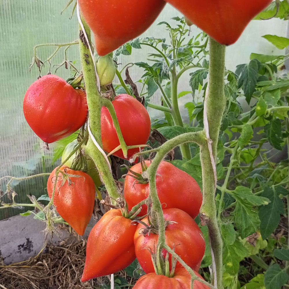 Семена томата Японка-1