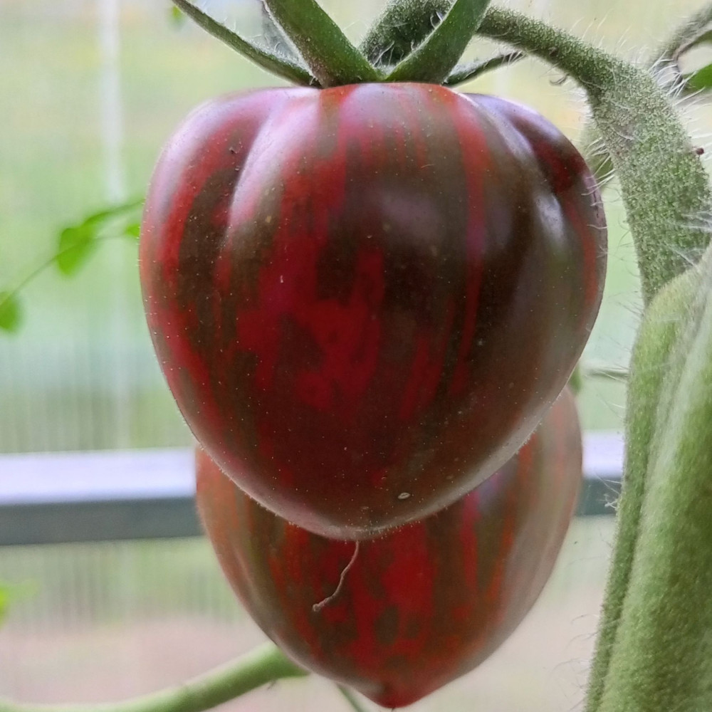 Семена томата Розовый сапфир-1