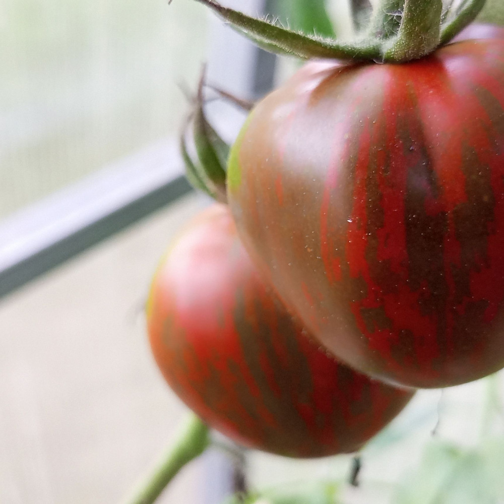 Семена томата Розовый сапфир-2