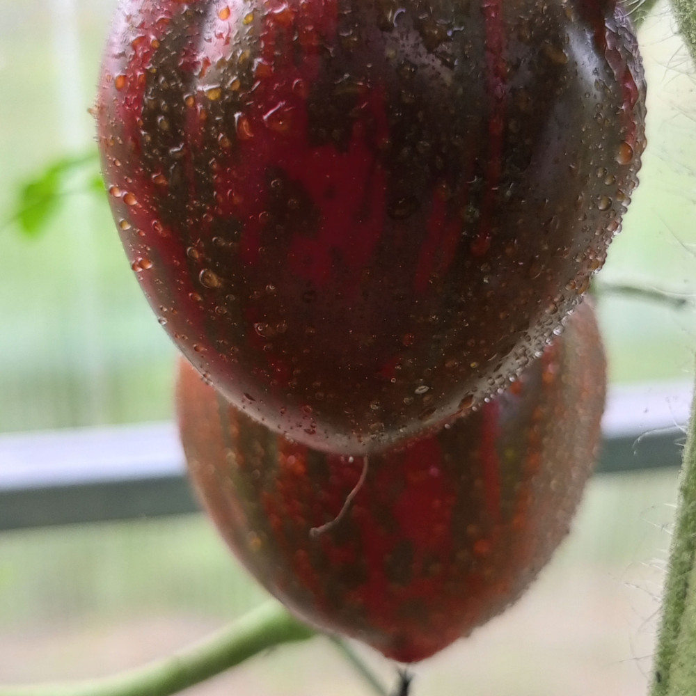 Семена томата Розовый сапфир-3