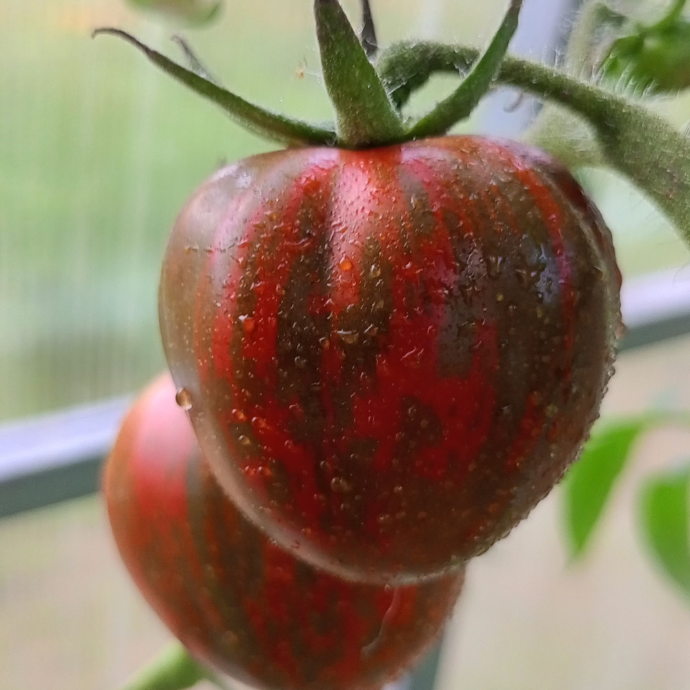 Семена томата Розовый сапфир