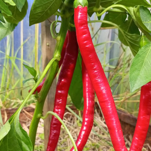 Joe`s Long Cayenne
