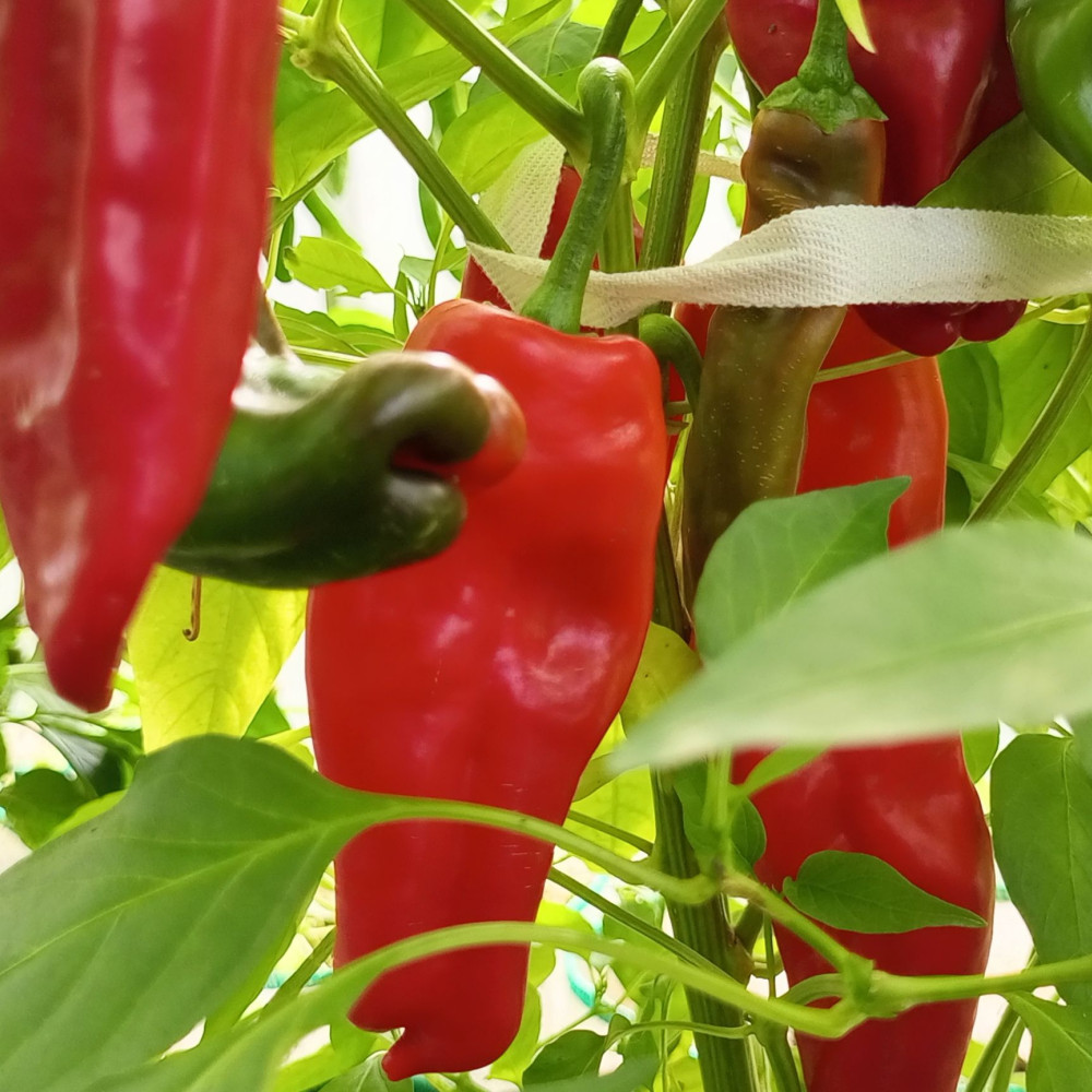 Семена острого перца Pimientos de Padron-1