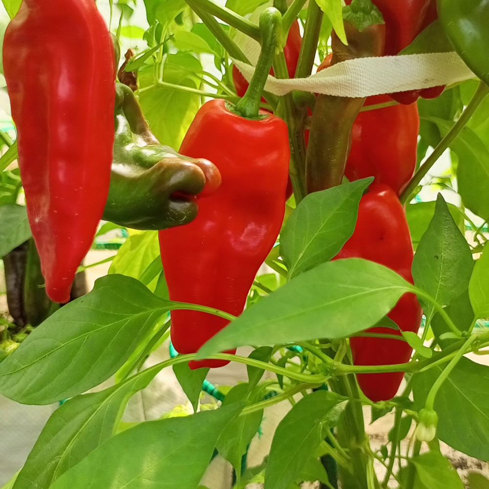 Семена острого перца Pimientos de Padron