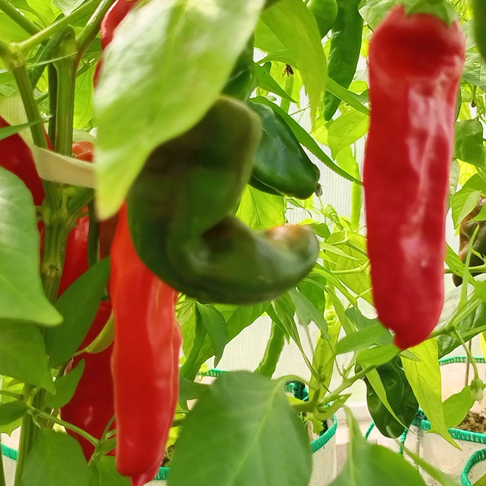 Семена острого перца Pimientos de Padron-2