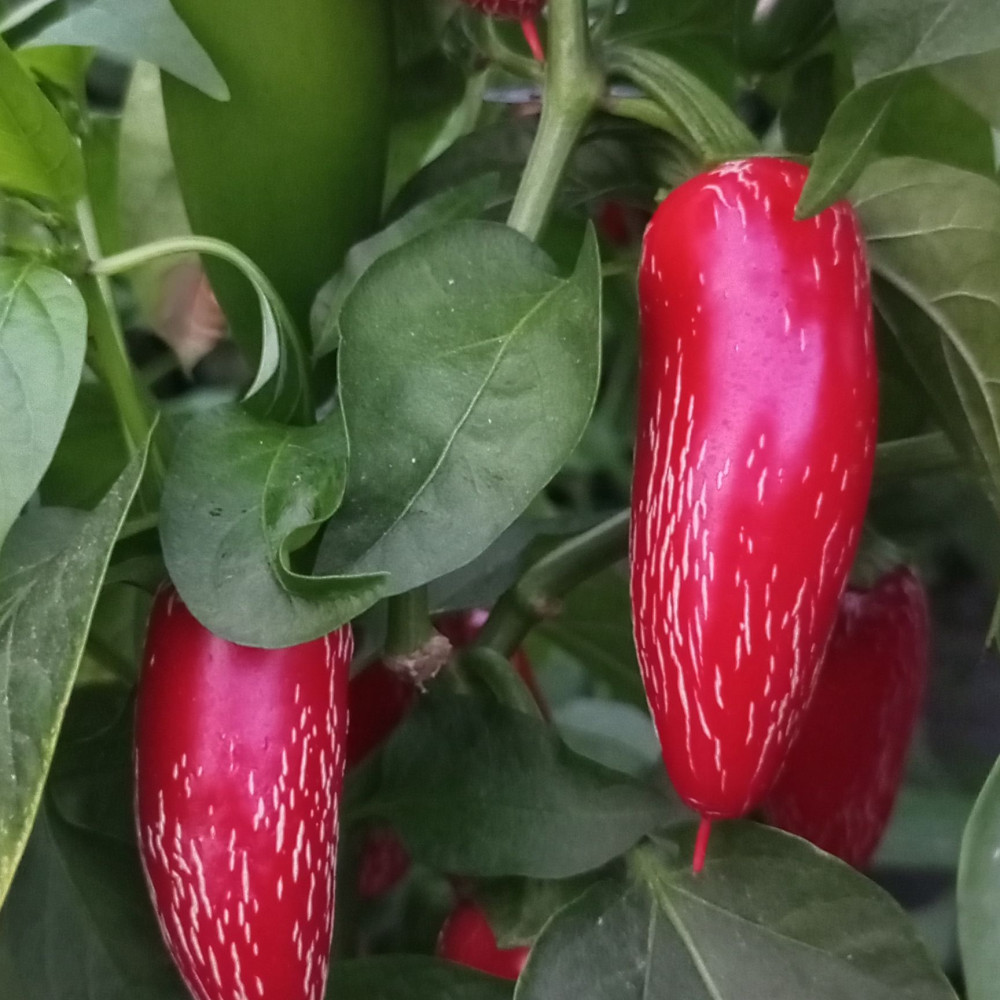 Семена острого перца Jalapeno Jaloro