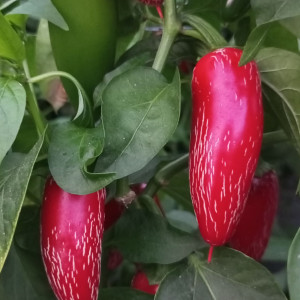 Jalapeno Jaloro