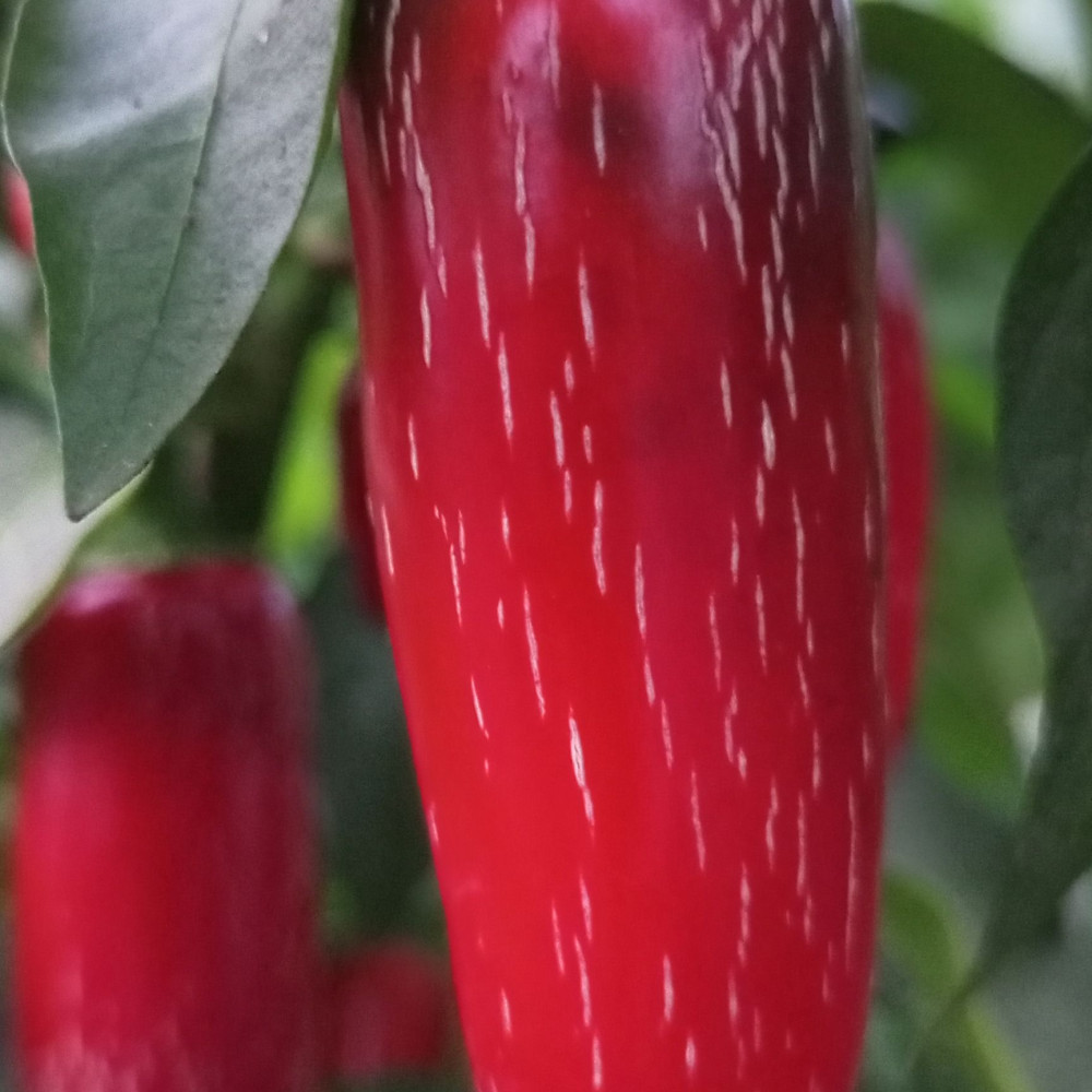 Семена острого перца Jalapeno Jaloro-1