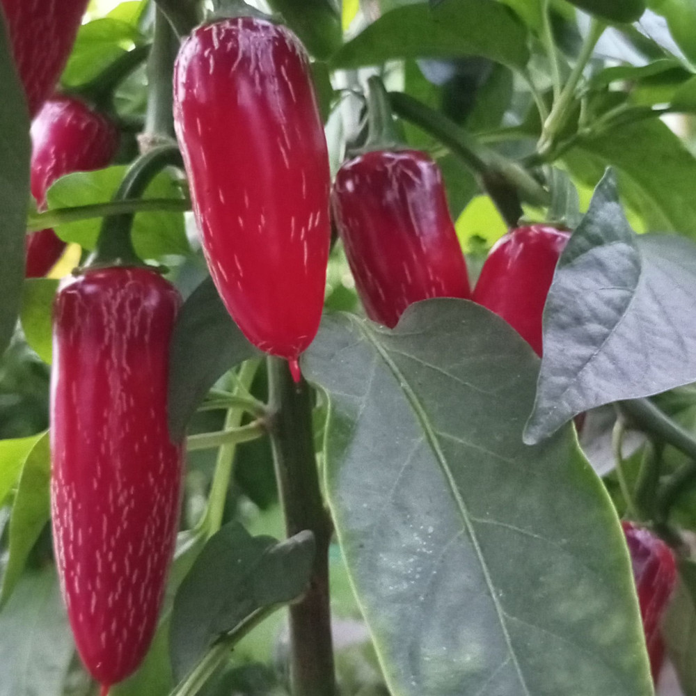 Семена острого перца Jalapeno Jaloro-2