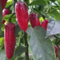 Семена острого перца Jalapeno Jaloro