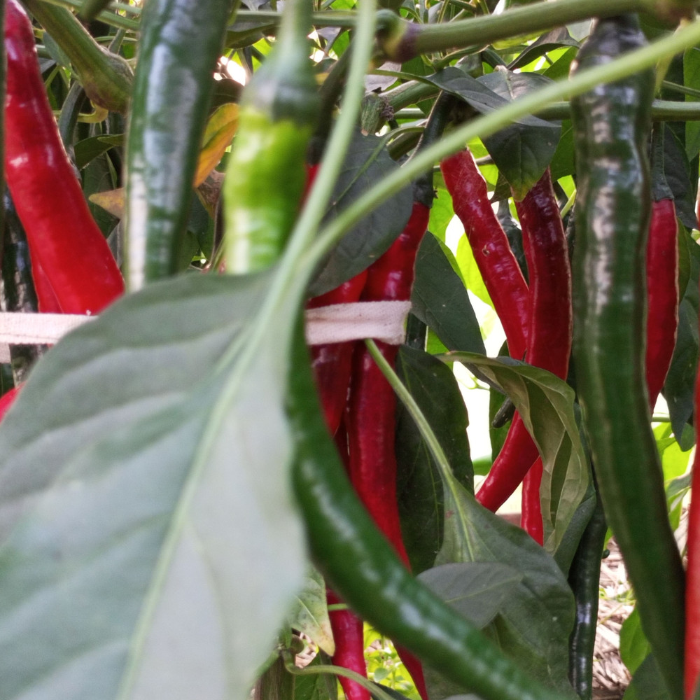 Семена острого перца Cayenne red big-1