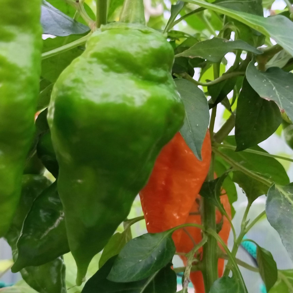 Семена острого перца Monkey Face Yellow-1