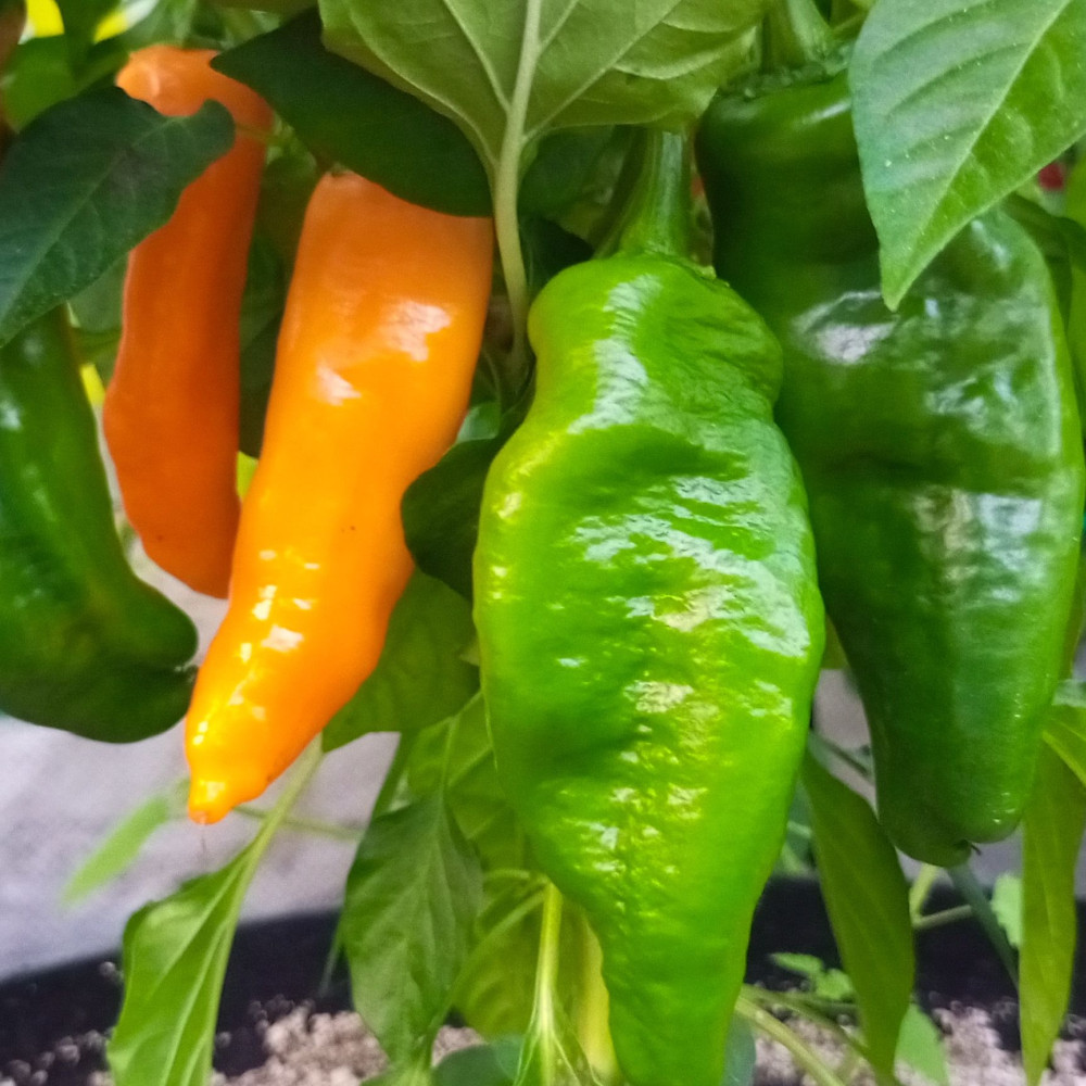 Семена острого перца Monkey Face Yellow-3