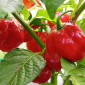 Семена острого перца Habanero big red