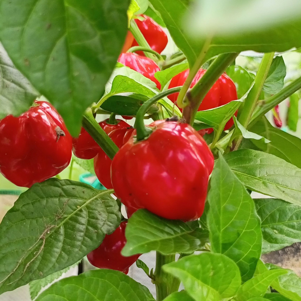 Семена острого перца Habanero big red-2