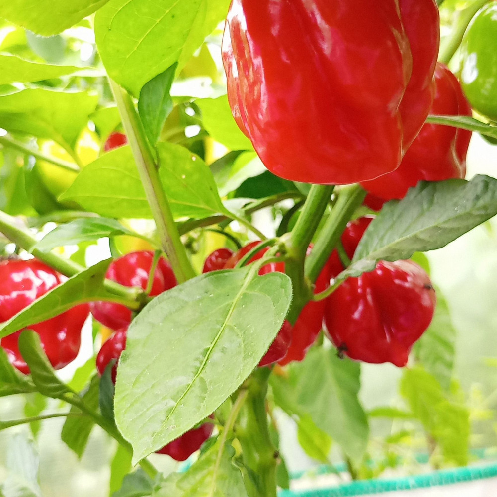 Семена острого перца Habanero big red