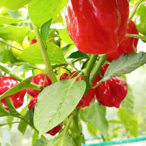 Habanero big red