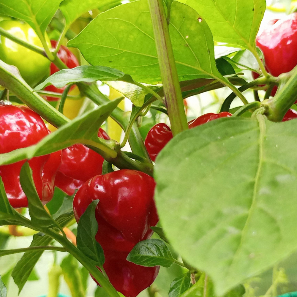 Семена острого перца Habanero big red-3