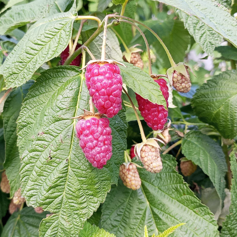 Семена малины Брянское диво-1