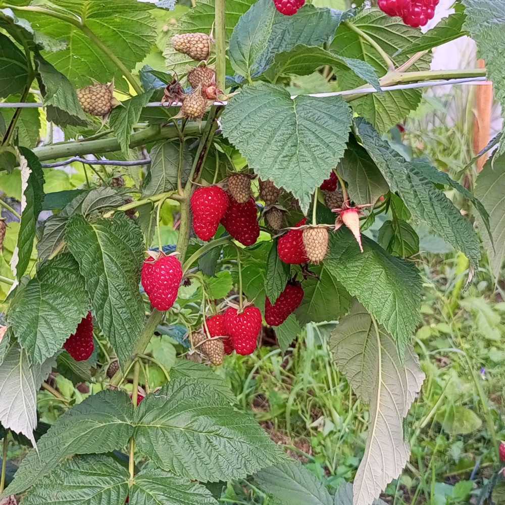 Семена малины Нижегородец