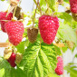 Семена малины Нижегородец