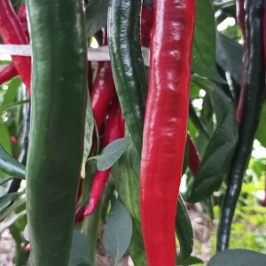 Cayenne red big